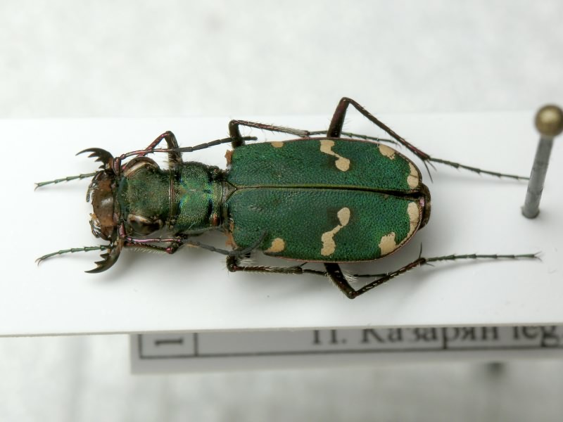 Cicindelinae